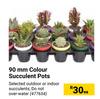 90mm Colour Succulent Pots-Each