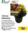 Flora 120mm Kalanchoe