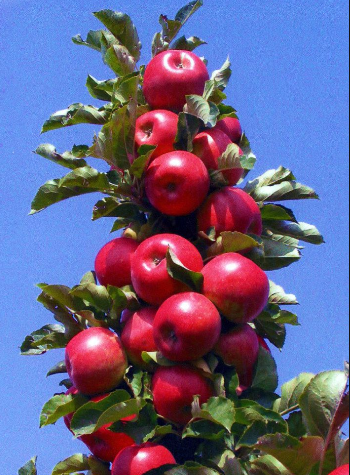 Apple Tree Christmas