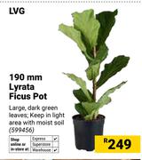 LVG 190mm Lyrata Ficus Pot 599456