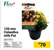 Flora 120mm Calandiva With Pot 657761