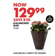 Kalanchoe Else 14cm