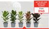 Plants 