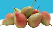 Fruit Master Pear Packham-1Kg