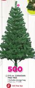 210 Canadian Pine Tree