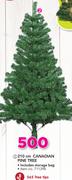 210 Canadian Pine Tree