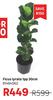 Ficus Lyrata 1pp 30cm 81464562