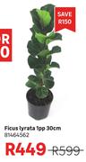 Ficus Lyrata 1pp 30cm 81464562