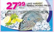Lake Harvest Whole Round Fresh-Per Kg