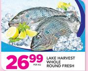 Lake Harvest Whole Round Fresh-Per Kg