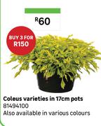 Coleus Varieties In 17cm Pots 81494100-For 3