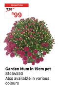 Garden Mum In 19cm Pot 81464550