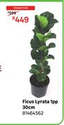 Ficus Lyrata 1pp 30cm 81464562