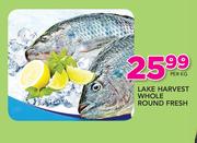 Lake Harvest Whole Round Fresh-Per Kg