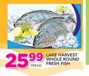 Lake Harvest Whole Round Fresh Fish-Per kg