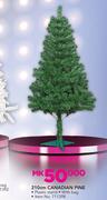 Canadian Pine 210cm