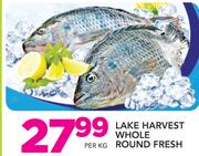 Lake Harvest Whole Round Fresh-Per Kg