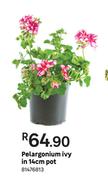 Pelargonium Ivy In 14cm Pot