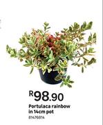 Portulaca Rainbow In 14cm Pot
