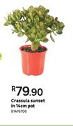 Crassula Sunset In 14cm Pot