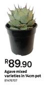 Agave Mixed Varieties In 14cm Pot