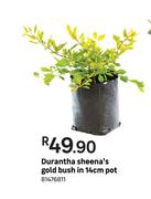 Durantha Sheena's Gold Bush In 14cm Pot