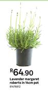 Lavender Margaret Roberts In 14cm Pot