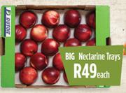 BIG Nectarine Trays-Each