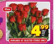 Single Stem Rose-40cm Each