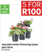 Assorted Winter Flowering Colour Pots 15cm-For 5