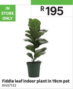 Fiddle Leaf Indoor Plant In 19cm Pot 81457133