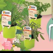 Garden Master Assorted Herbs Plants-Each