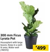 300mm Ficus Lyrata Pot 740515