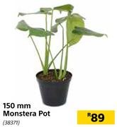 150mm Monstera Pot
