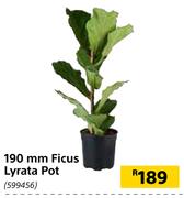 190mm Ficus Lyrata Pot