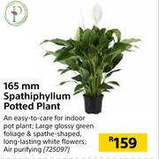 165mm Spathiphyllum Potted Plant