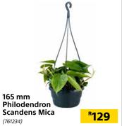 165mm Philodendron Scandens Mica