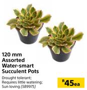 120mm Assorted Water Smart Succulent Pots-Each