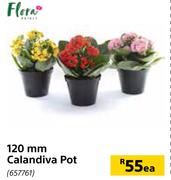 Flora 120mm Calandiva Pot-Each