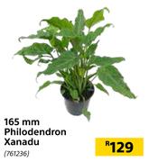 165mm Philodendron Xanadu