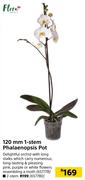120mm 2 Stem Phalaenopsis Pot