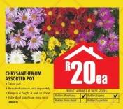Chrysanthemum Assorted Pot-ea