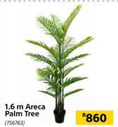 1.6m Areca Palm Tree 756763