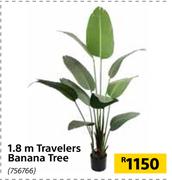1.8m Travelers Banana Tree 756766