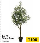 1.5m Olive Tree 756768