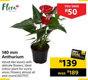 Flora 140mm Anthurium