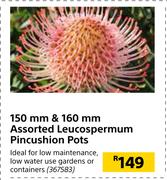 150mm & 160mm Assorted Leucospermum Pincushion Pots
