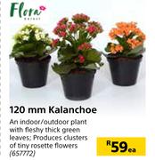 Flora 120mm Kalanchoe-Each