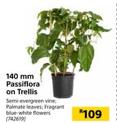 140mm Passiflora On Trellis