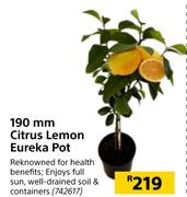 190mm Citrus Lemon Eureks Pot